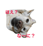 ハッピーセーラ（個別スタンプ：13）