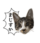 実写！さばとら猫こてつ（個別スタンプ：1）