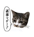 実写！さばとら猫こてつ（個別スタンプ：6）