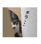 実写！さばとら猫こてつ（個別スタンプ：14）