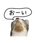 実写！さばとら猫こてつ（個別スタンプ：21）