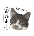 実写！さばとら猫こてつ（個別スタンプ：30）