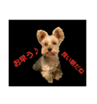 yorky hatch Everyday1（個別スタンプ：1）