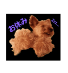 yorky hatch Everyday1（個別スタンプ：2）