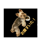 yorky hatch Everyday1（個別スタンプ：5）