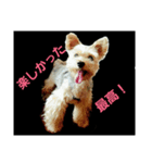 yorky hatch Everyday1（個別スタンプ：8）