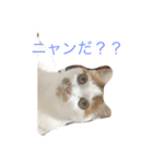 ツンデレゆーりちゃん（個別スタンプ：1）
