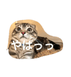 パールちゃんとジャムくん（個別スタンプ：2）