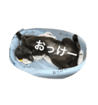 パールちゃんとジャムくん（個別スタンプ：3）