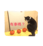 betty kikicat（個別スタンプ：3）
