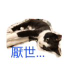 betty kikicat（個別スタンプ：9）