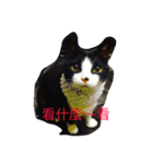 betty kikicat（個別スタンプ：11）