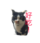 betty kikicat（個別スタンプ：12）