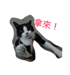 betty kikicat（個別スタンプ：13）