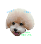 愛犬の生活（個別スタンプ：2）
