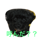 愛犬の生活（個別スタンプ：3）