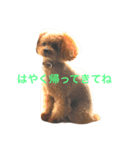 愛犬の生活（個別スタンプ：6）