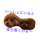 愛犬の生活（個別スタンプ：8）
