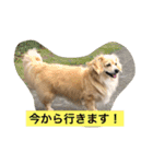 犬物語#（個別スタンプ：10）