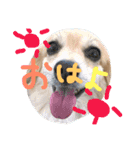 犬物語#（個別スタンプ：11）