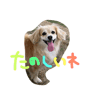 犬物語#（個別スタンプ：14）