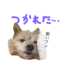 あずちゃちゃ2（個別スタンプ：27）
