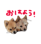 あずちゃちゃ2（個別スタンプ：40）