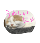 キャラメルのメルちゃん（個別スタンプ：3）
