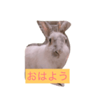 Cute bunny 4   2（個別スタンプ：2）