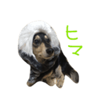 ジョン  ミニチュアダックスフント（個別スタンプ：6）