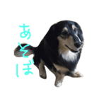 ジョン  ミニチュアダックスフント（個別スタンプ：7）