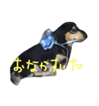 ジョン  ミニチュアダックスフント（個別スタンプ：8）