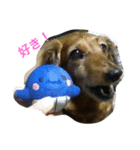 ダックスフンドのご挨拶^ - ^（個別スタンプ：1）