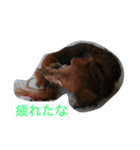ダックスフンドのご挨拶^ - ^（個別スタンプ：6）