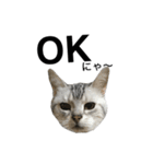 maron cat（個別スタンプ：1）