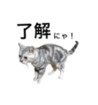 maron cat（個別スタンプ：2）
