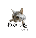 maron cat（個別スタンプ：3）
