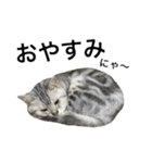 maron cat（個別スタンプ：4）