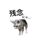 maron cat（個別スタンプ：5）