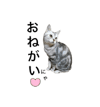 maron cat（個別スタンプ：6）