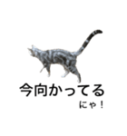maron cat（個別スタンプ：7）
