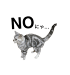maron cat（個別スタンプ：8）