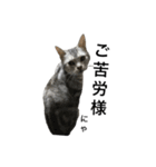 maron cat（個別スタンプ：9）