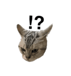 maron cat（個別スタンプ：10）