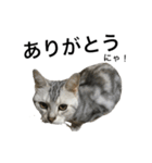 maron cat（個別スタンプ：11）