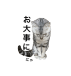 maron cat（個別スタンプ：13）