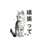 maron cat（個別スタンプ：15）