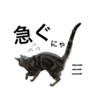 maron cat（個別スタンプ：16）