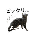 maron cat（個別スタンプ：17）