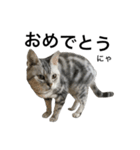 maron cat（個別スタンプ：18）